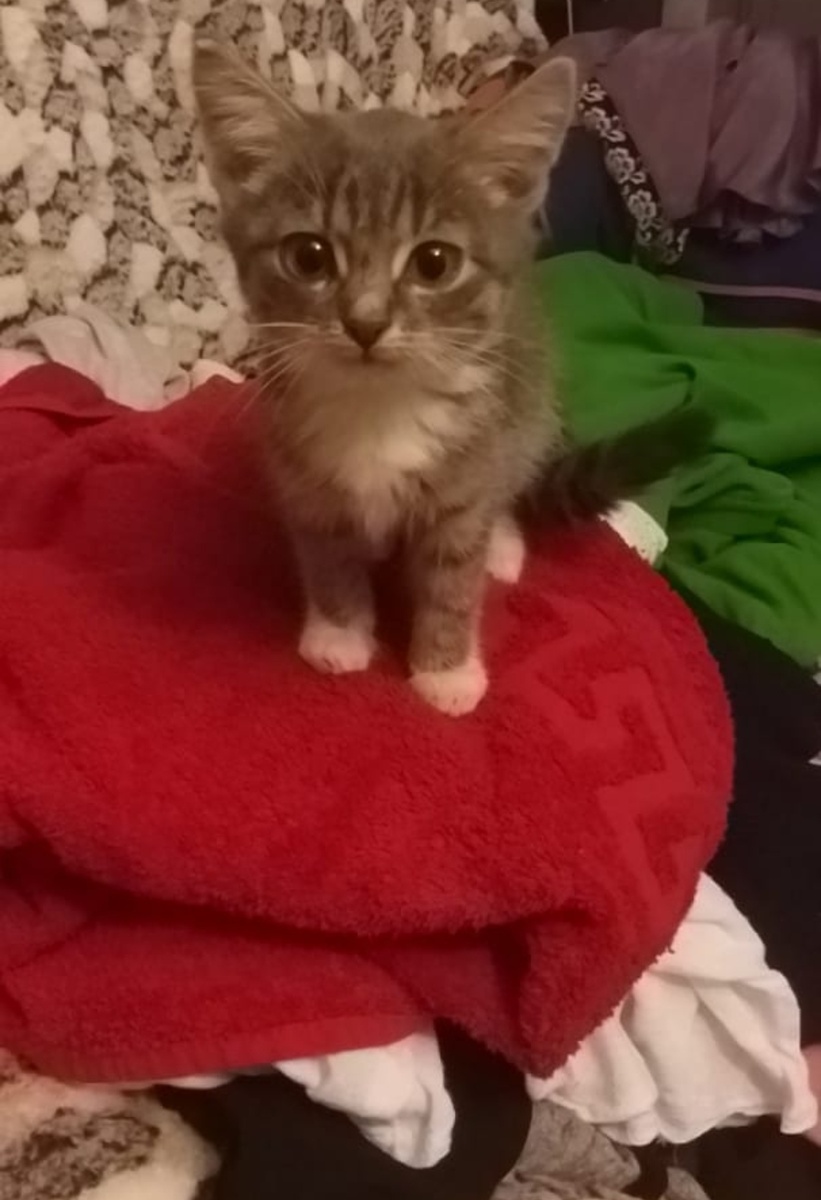 Первый день в семье 