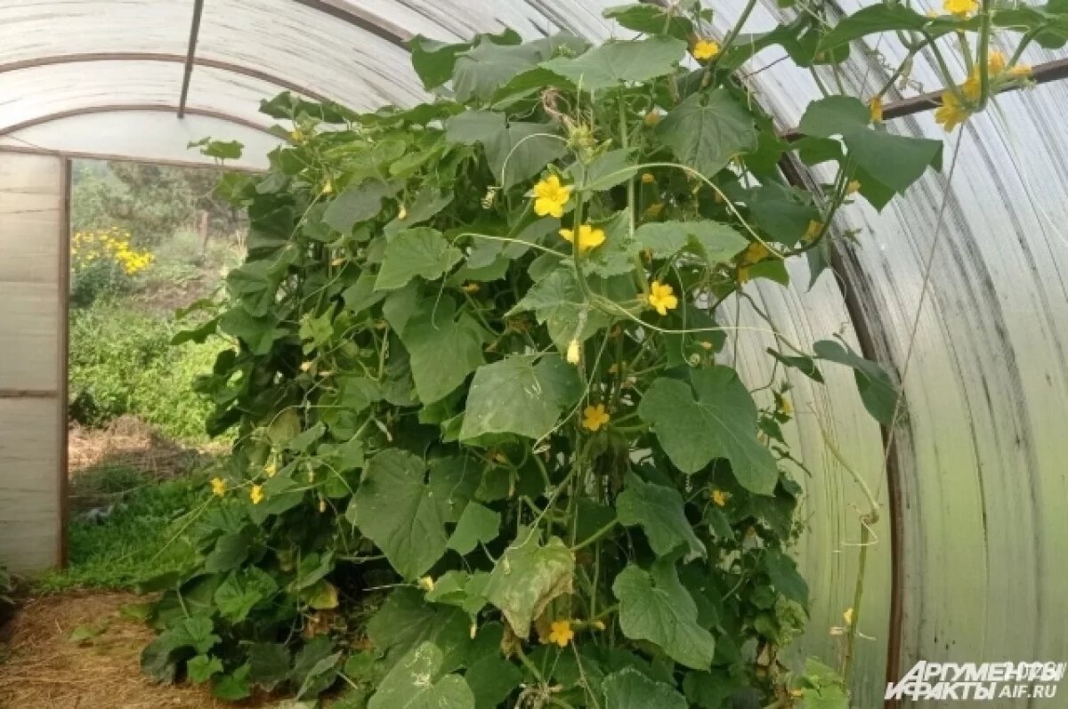    Платить за теплицу?