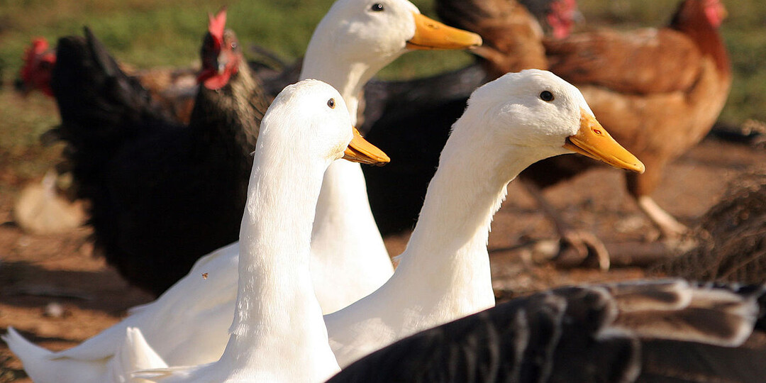 Чем кормить уток, гусей и индейку?