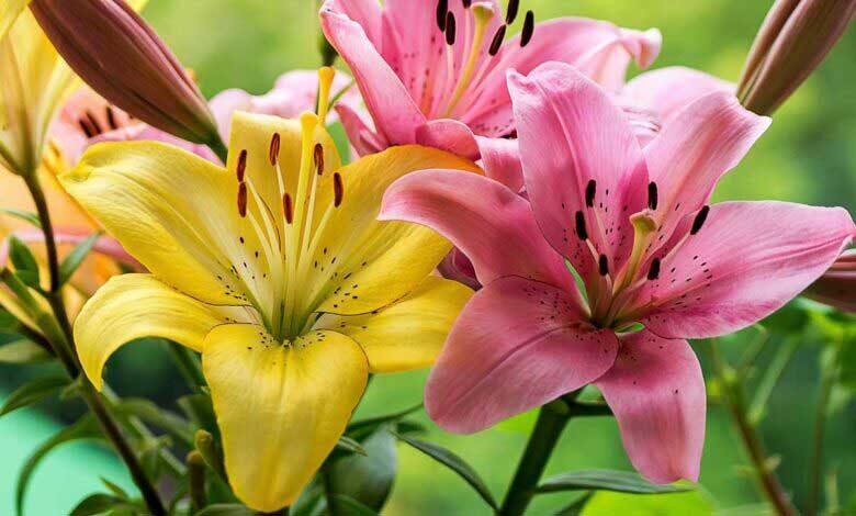 Некоторые сорта этого цветка просто восхитительны