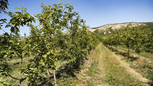    © РИА Новости Крым