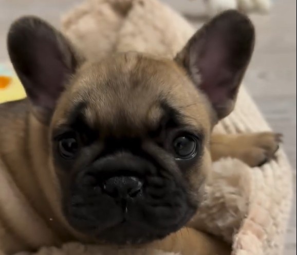    Скриншот 10-03-2025 075536