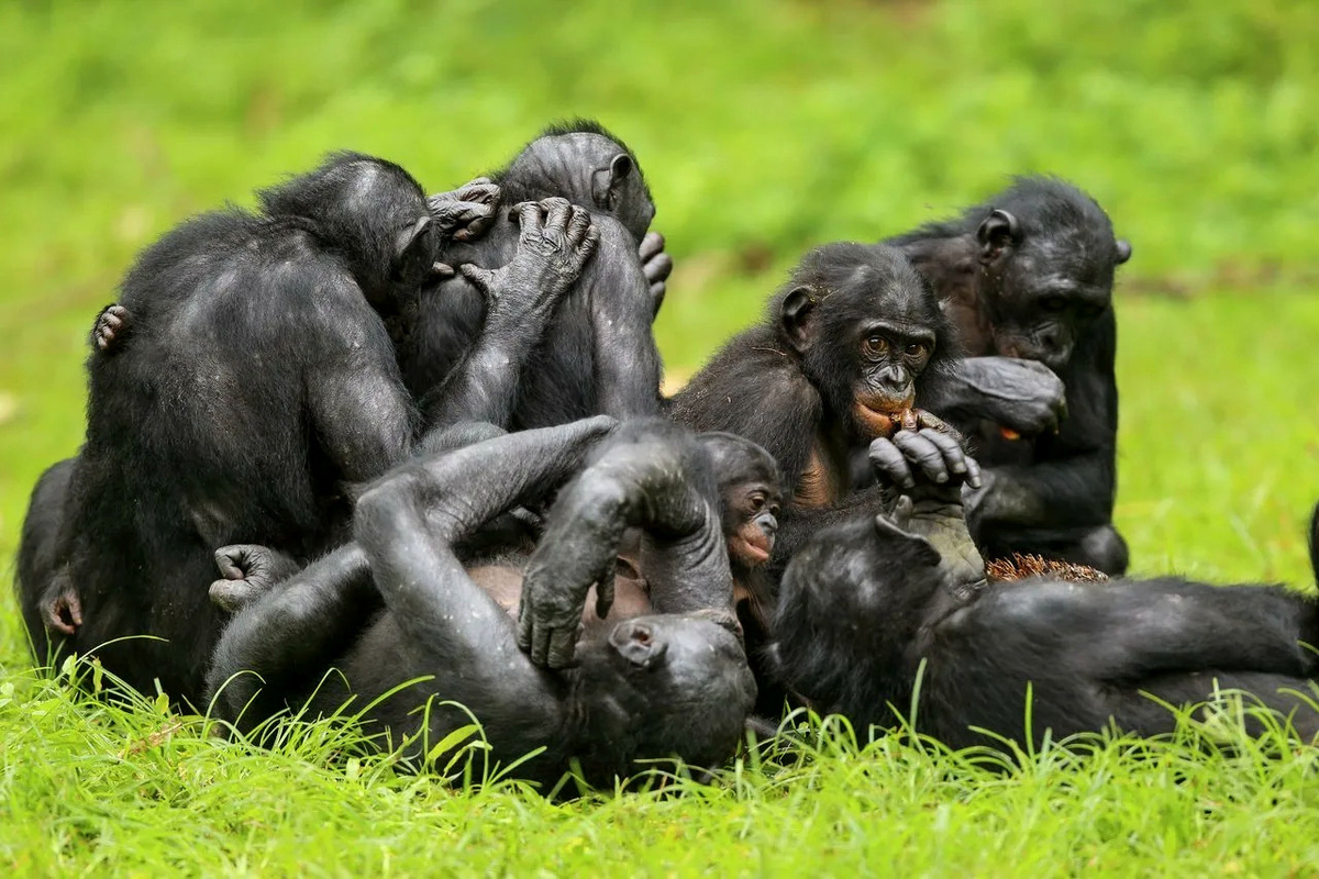 Шимпанзе бонобо