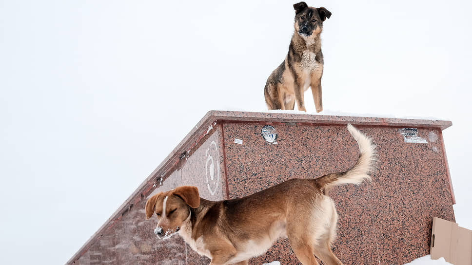 Фото: Геннадий Гуляев / Коммерсантъ