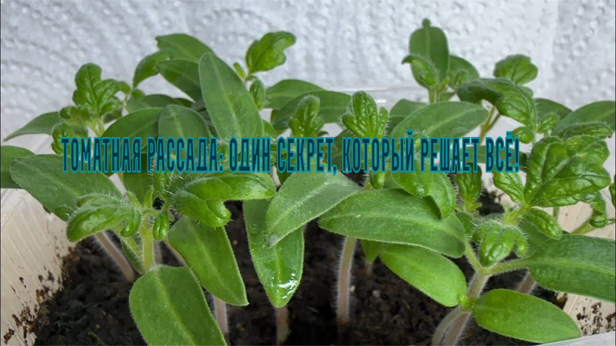 
Дача. Сад. Цветы