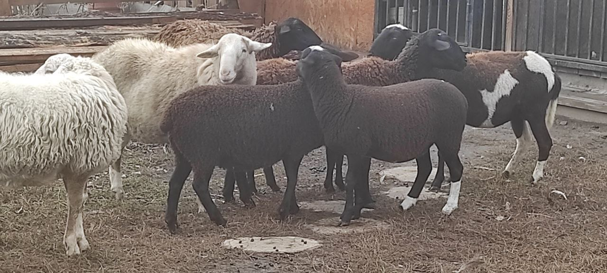Мои овцы. Вернее, часть из них уже не мои, молодежь продана, растут новые. )
