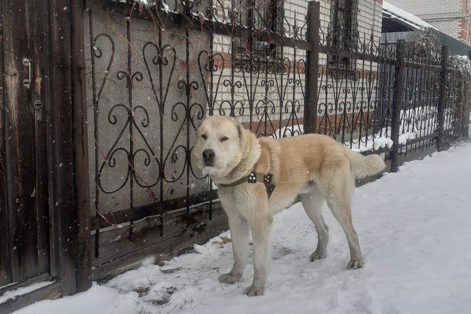    Алабай провел у чужого забора весь день. Фото: Яна Гуманец