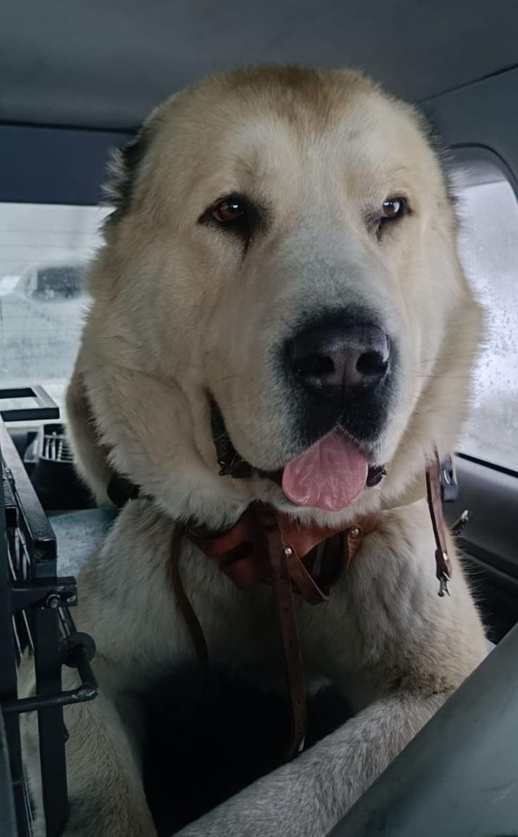    Пса забрали в приют "Ласка". Фото: "Ласка"