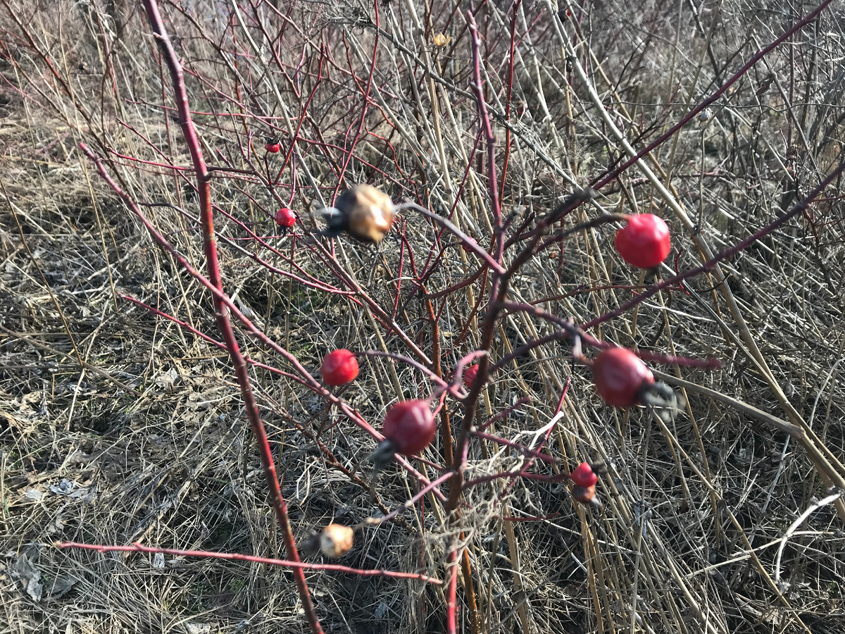 Шиповник видимо ещё с прошлого года. Витаминки.