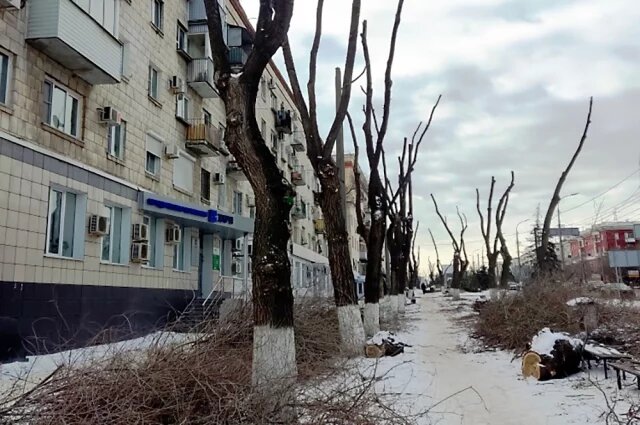    Почему деревья обрезают в холода?