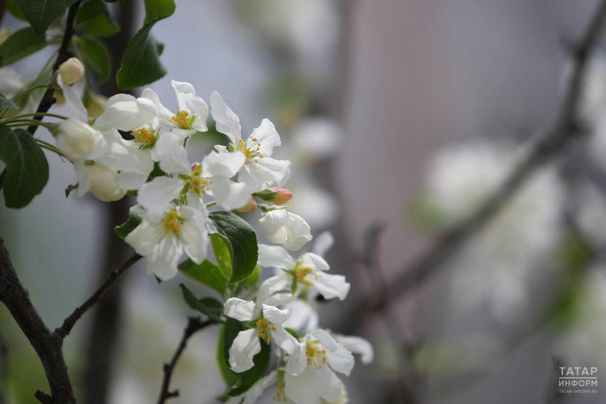 Фото: © «Татар-информ»