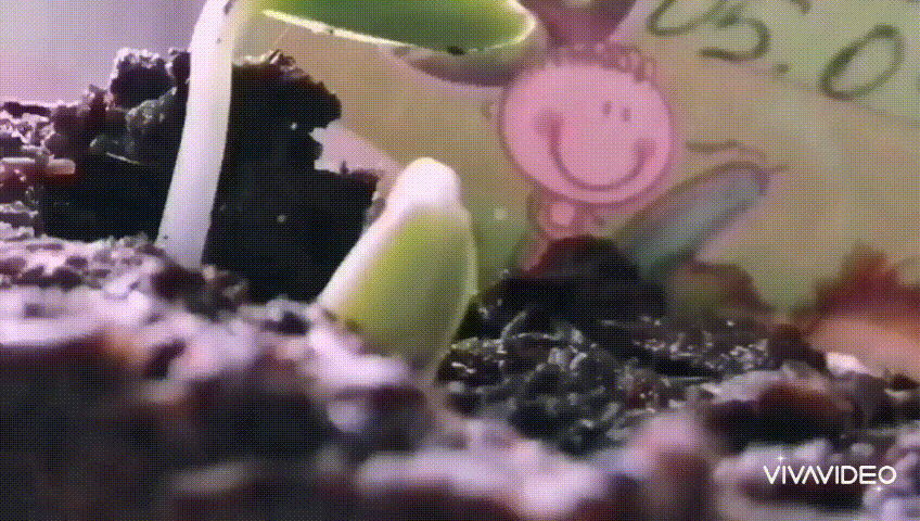 Таймлапс роста огуречной рассады