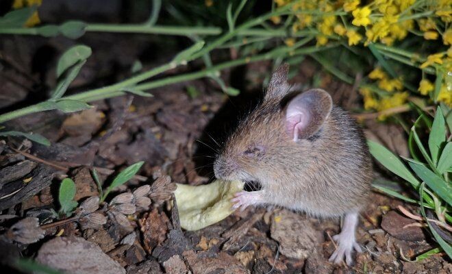 Мышь полевка на огороде