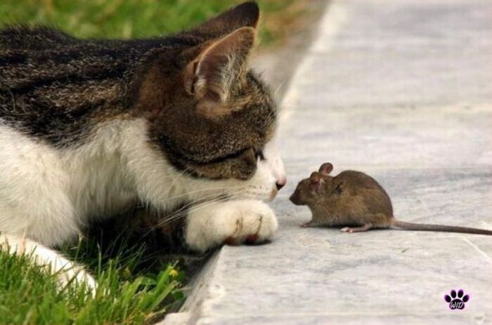 Кот с мышью