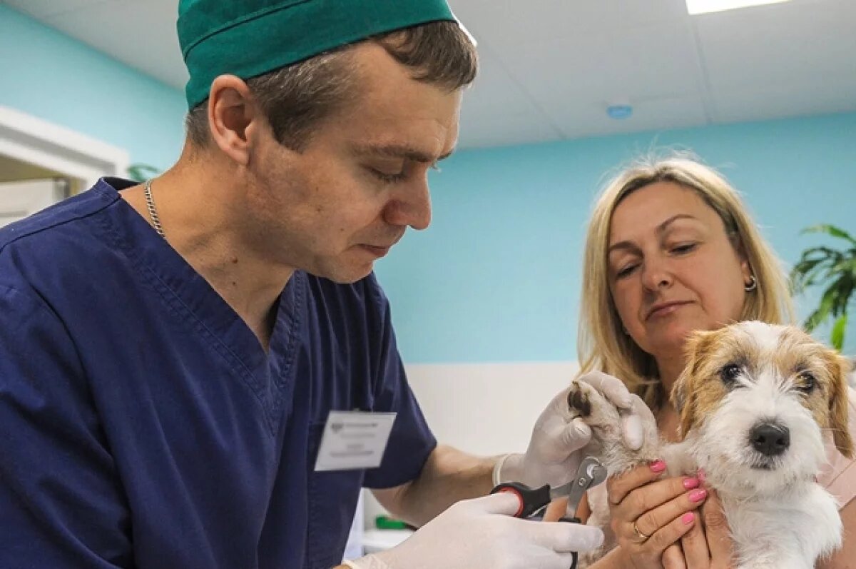    Принятая мера сделает лечение пушистых пациентов безопасным