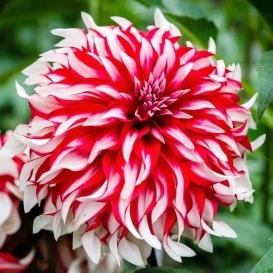 16 самых красивых сортов георгин для весенней посадки -  Георгина Мистер Фриз