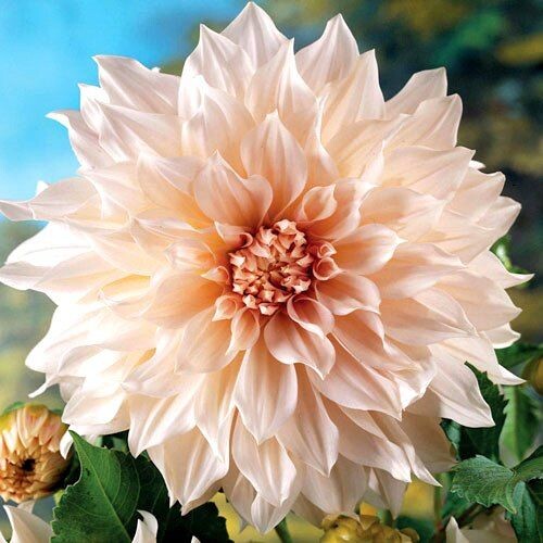 16 самых красивых сортов георгин для весенней посадки - Георгина Кафе О Лей