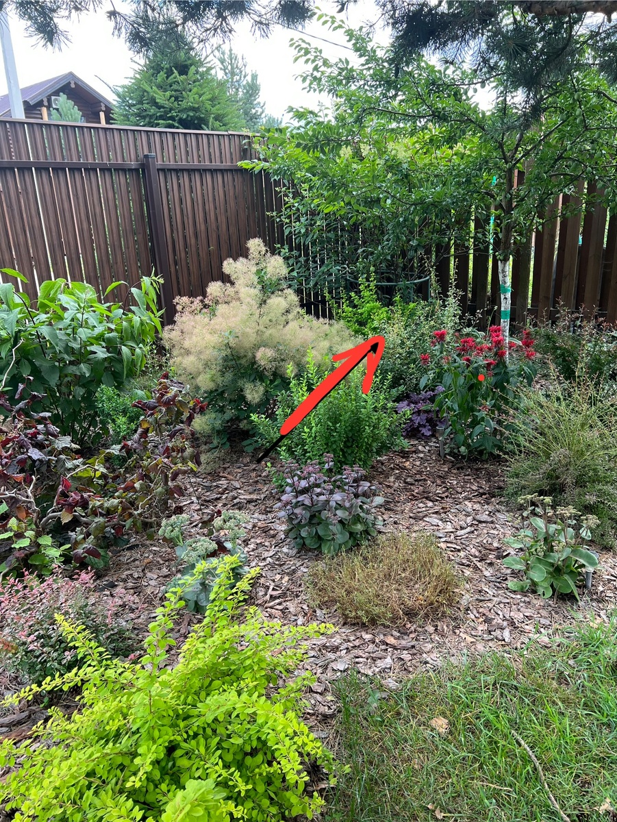 Лето в саду