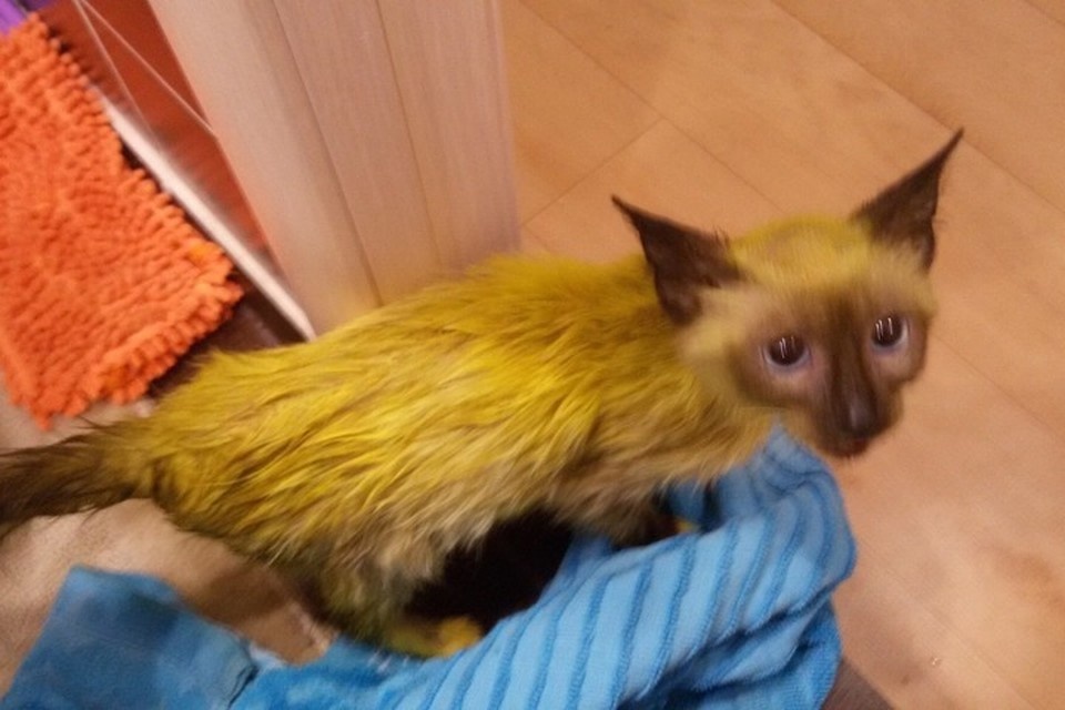 Многим любителям животных такой необычный окрас приглянулся. 