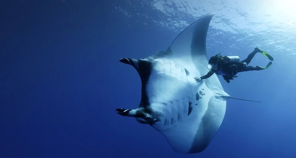 Манта. Еще зовут "Морским дьяволом". Безобидное существо, питающееся планктоном.