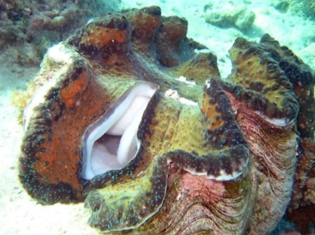 Однажды вечером Райан прогуливался по побережью, пытаясь справиться с недавним расставанием. На заброшенном участке берега он заметил странный объект — огромный морской моллюск с отверстием, напоминающим кусок женщины с дыркой. Друзья советовали ему найти другой объект для исследования, но он выбрал именно этот.