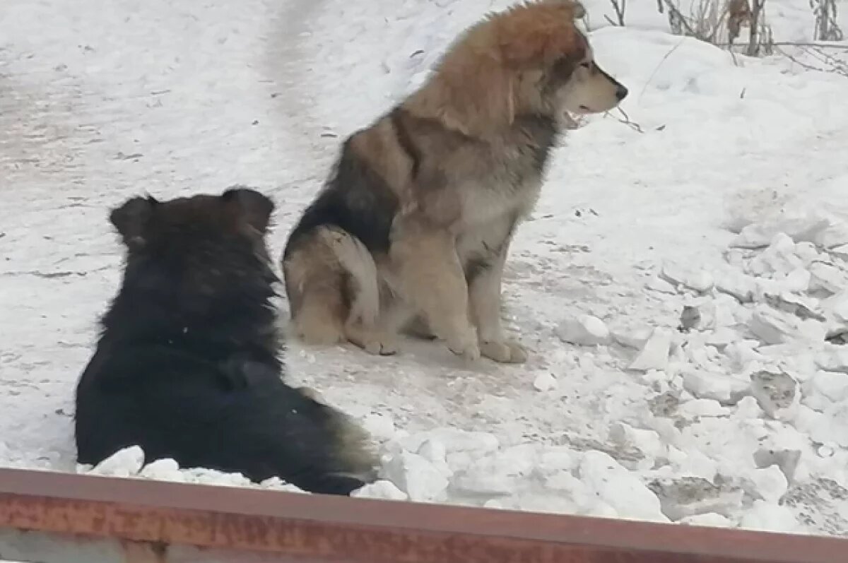    Бродячая собака прокусила ладонь подростку, покупавшему шаурму в Минусинске