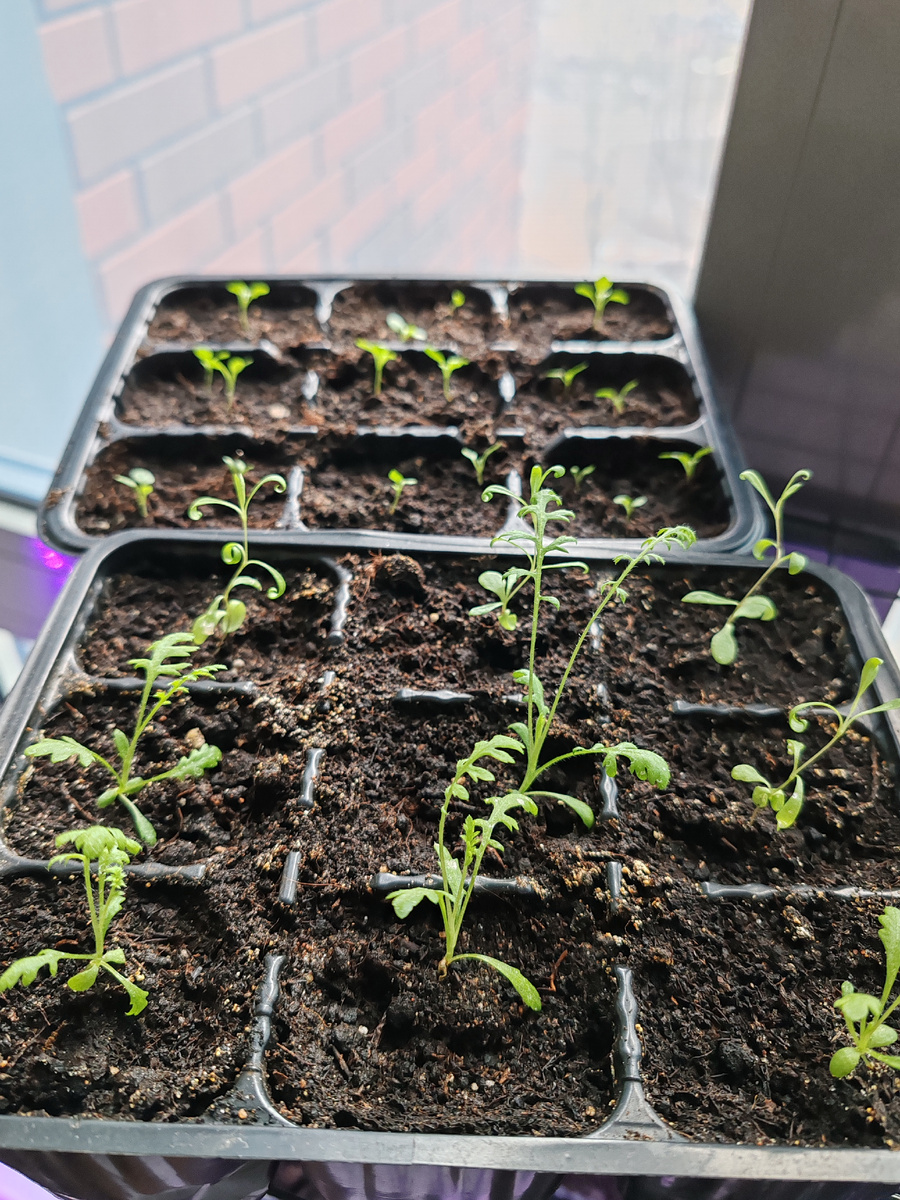 Тысячелистник кучерявится