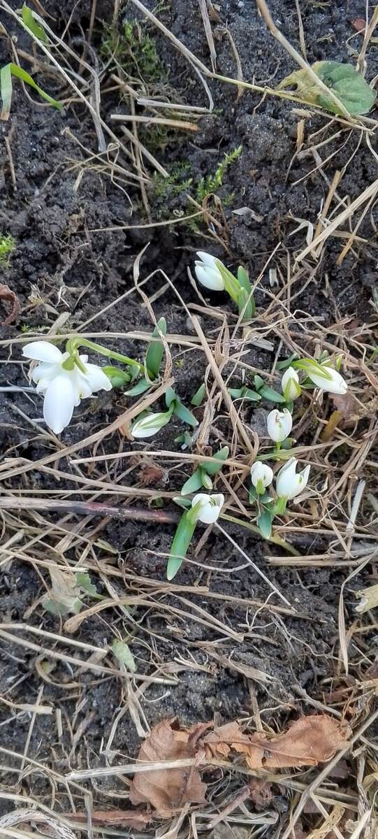 А вот уже и подснежники! 