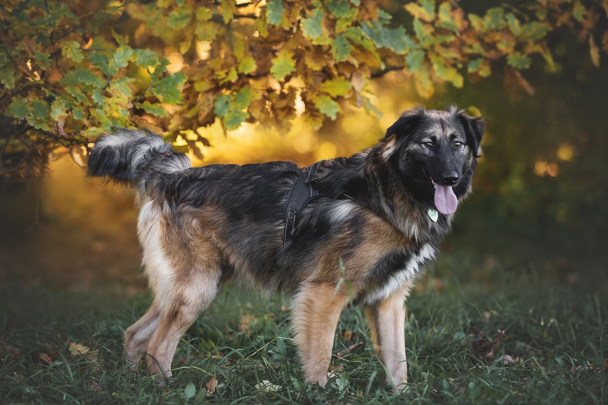 Пуф как обладатель шикарной шубы напоминает о важности обработки собак от клещей