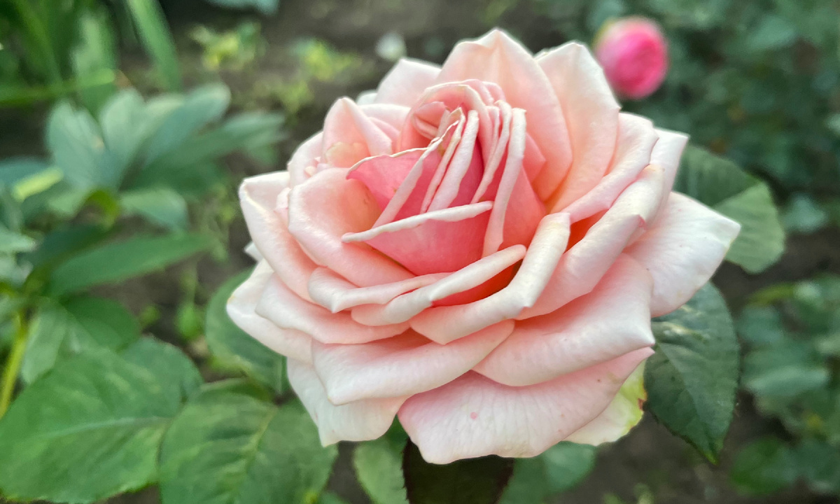 Роза пахнет розой, Хоть розой назови её, хоть нет…