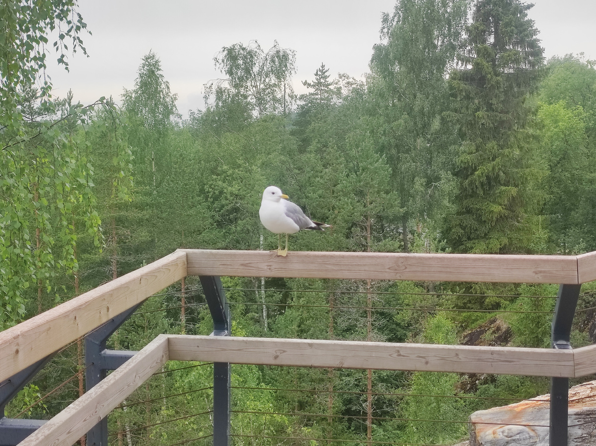 Птыц :)