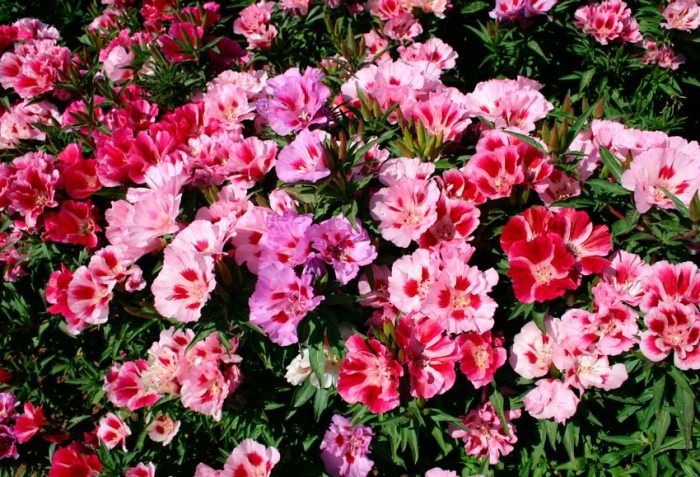 16 самых красивых сортов цветов для весеннего посева в грунт