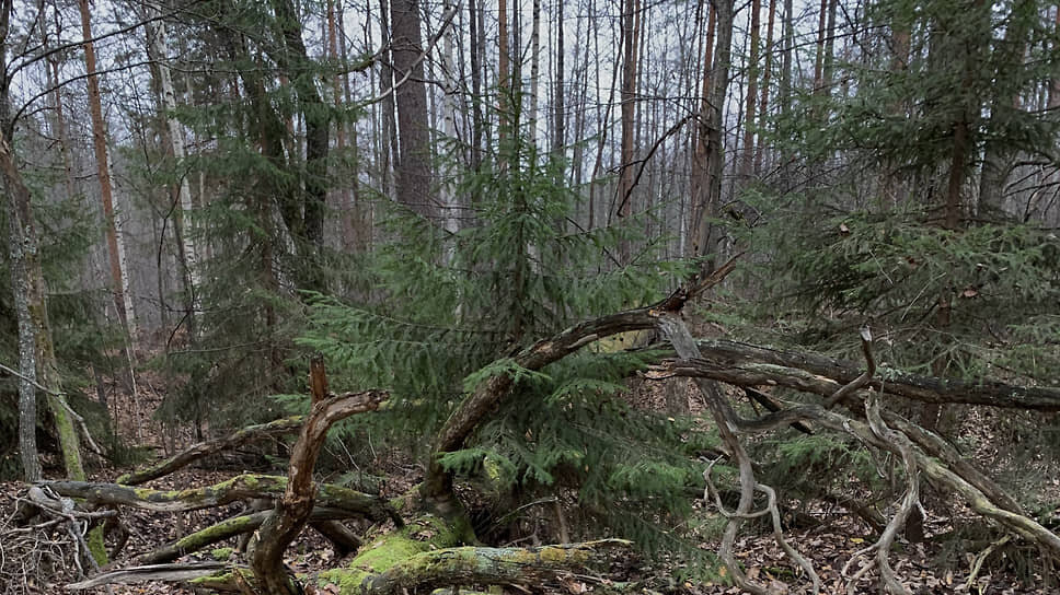 Фото: Александра Викулова / Коммерсантъ