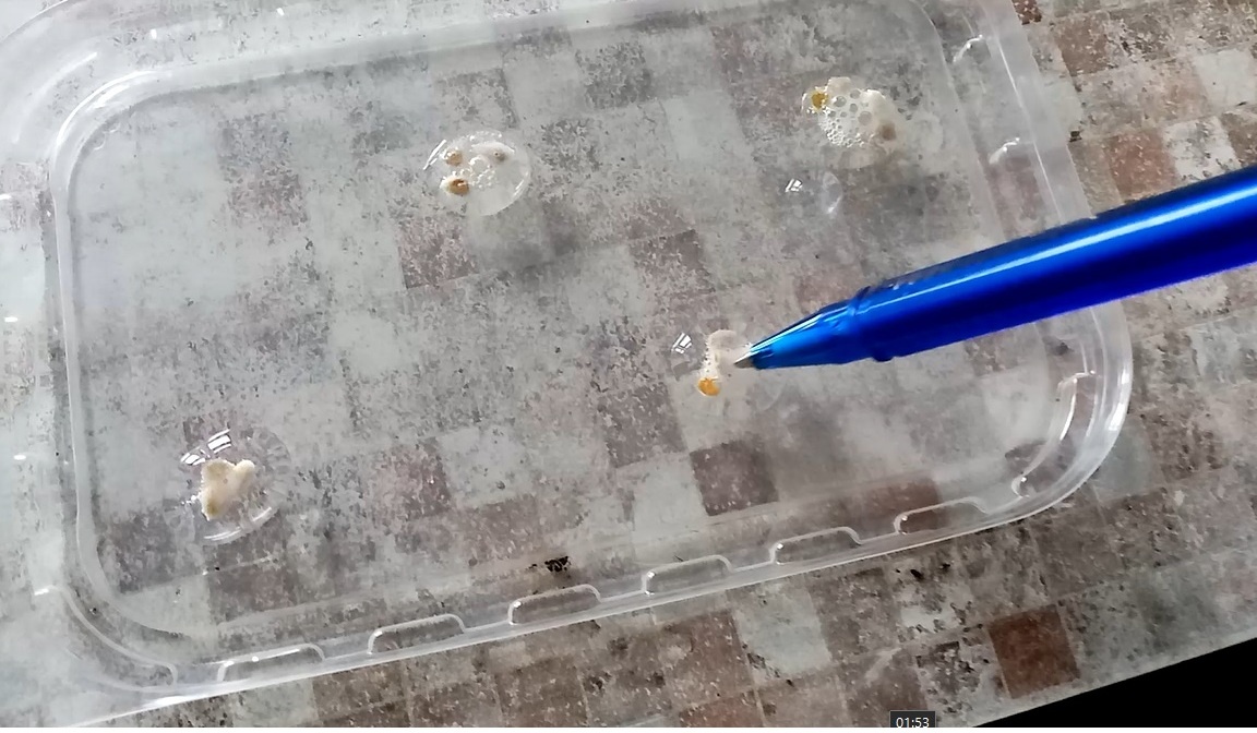 Как видно, разные семена реагируют по разному на аптечную перекись