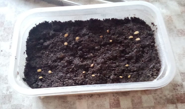 Проверяю прорастание семян и высаживаю в рассадные ёмкости