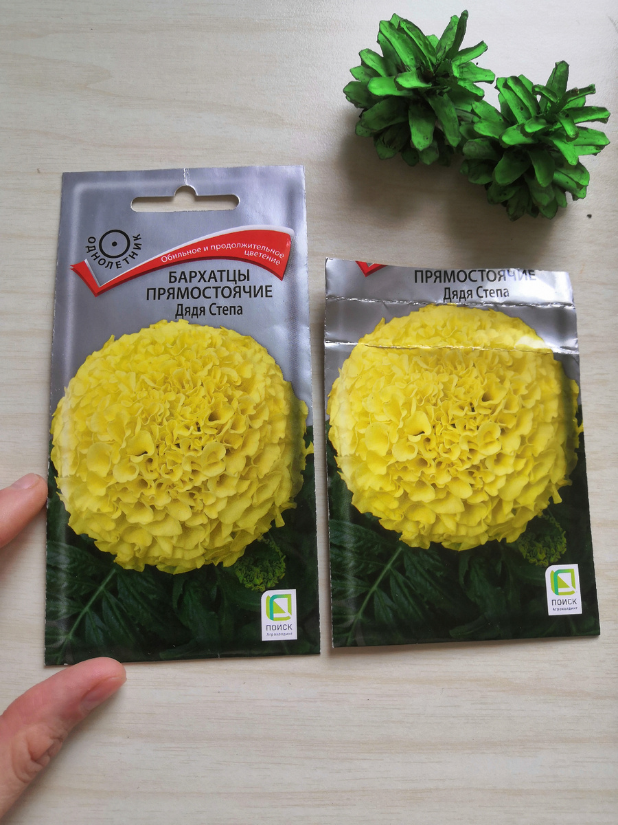 Бархатцы "Дядя Стёпа", фото автора