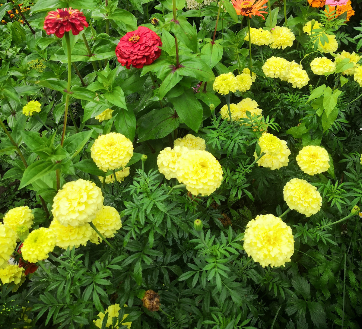 Бархатцы "Дядя Стёпа"