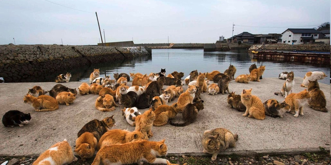 Остров Тасиро: японский рай для кошек 🐱🏝