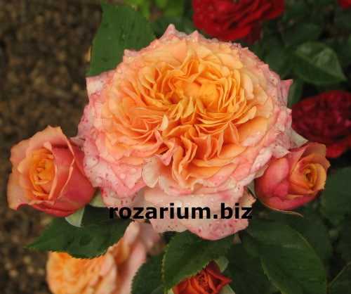 Все сорта роз можно купить в нашем интернет магазин – rozarium.biz