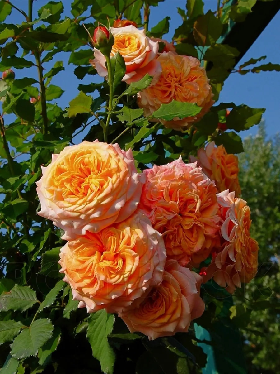 Все сорта роз можно купить в нашем интернет магазин – rozarium.biz