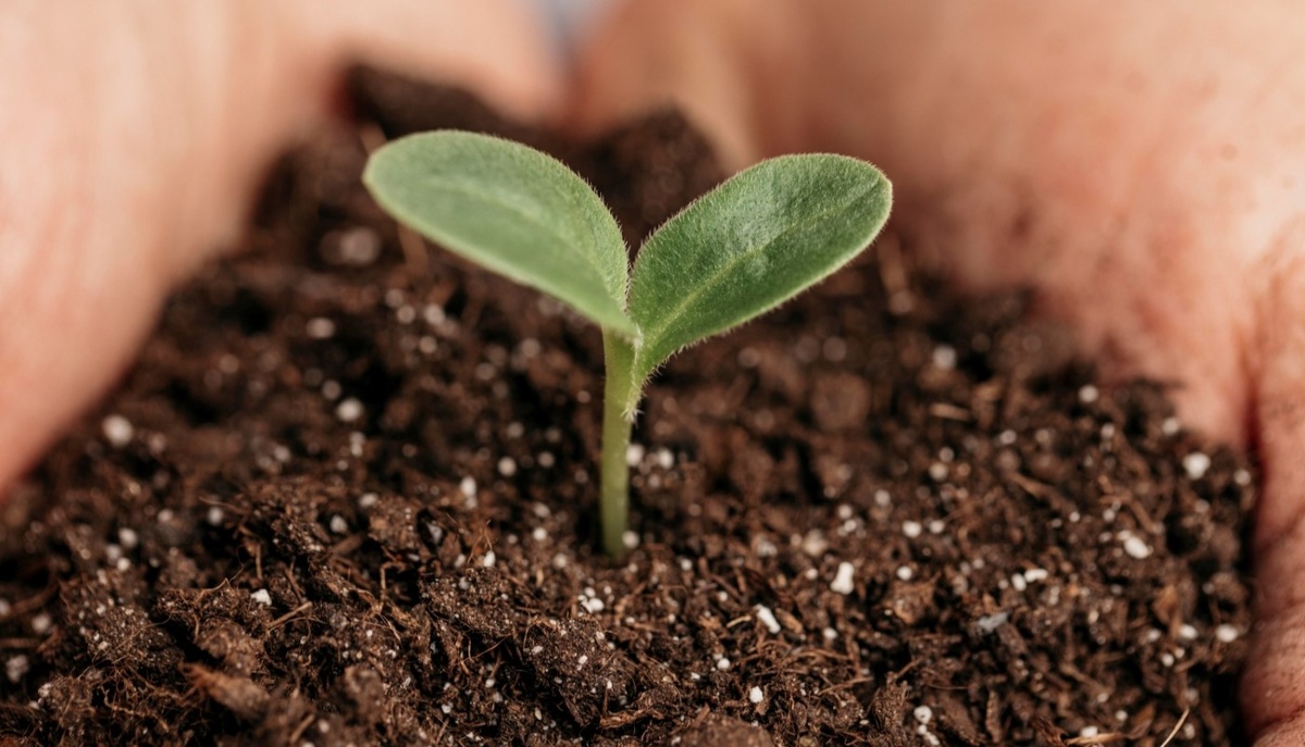    Рассада в грунте Фото: freepik.com