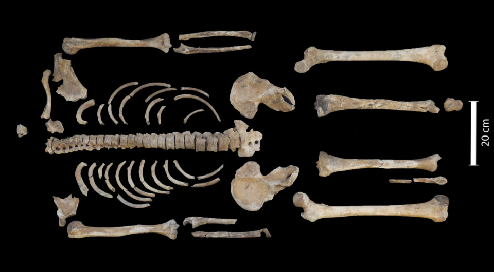   Michael Francken et al. / International Journal of Osteoarchaeology, 2025