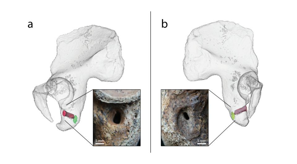   Michael Francken et al. / International Journal of Osteoarchaeology, 2025