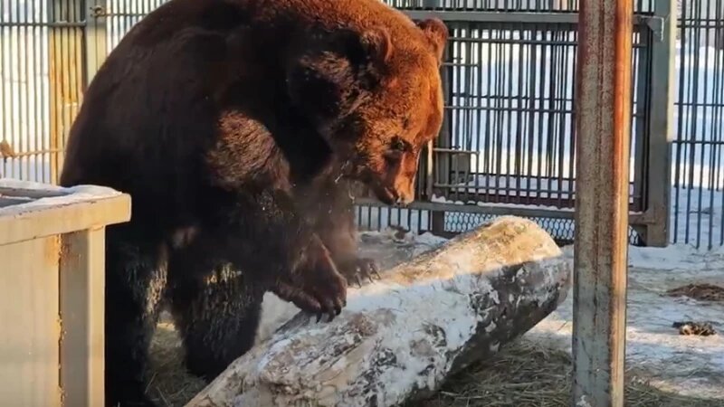     Медведь Миша Барнаульский зоопарк