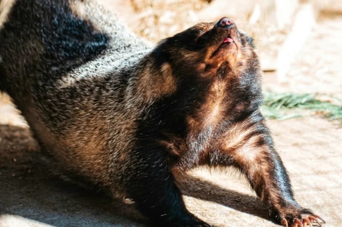    Верный признак весны в Хабаровске — пробуждение барсуков в зоосаде