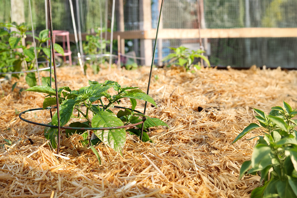 sophiecat / Shutterstock / FOTODOM📷Мульчу применяют вокруг как новых посадок, так и укоренившихся растений