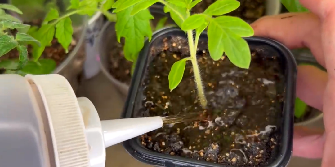 За 7 дней у томатов стебли стали толще пальца: все выбрасывают, а я «кормлю» ими рассаду