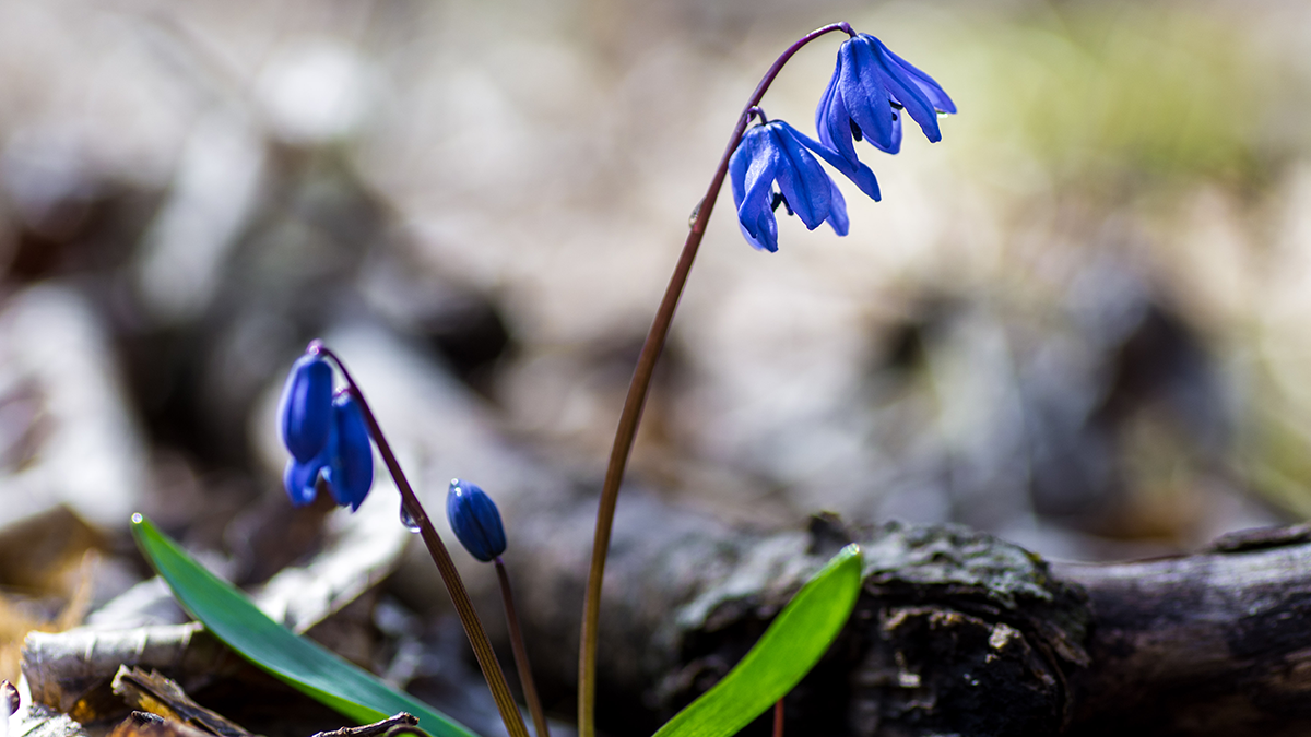 Пролеска. Ессентуки, Ставропольский край. Фото: Иван Губский/ТАСС