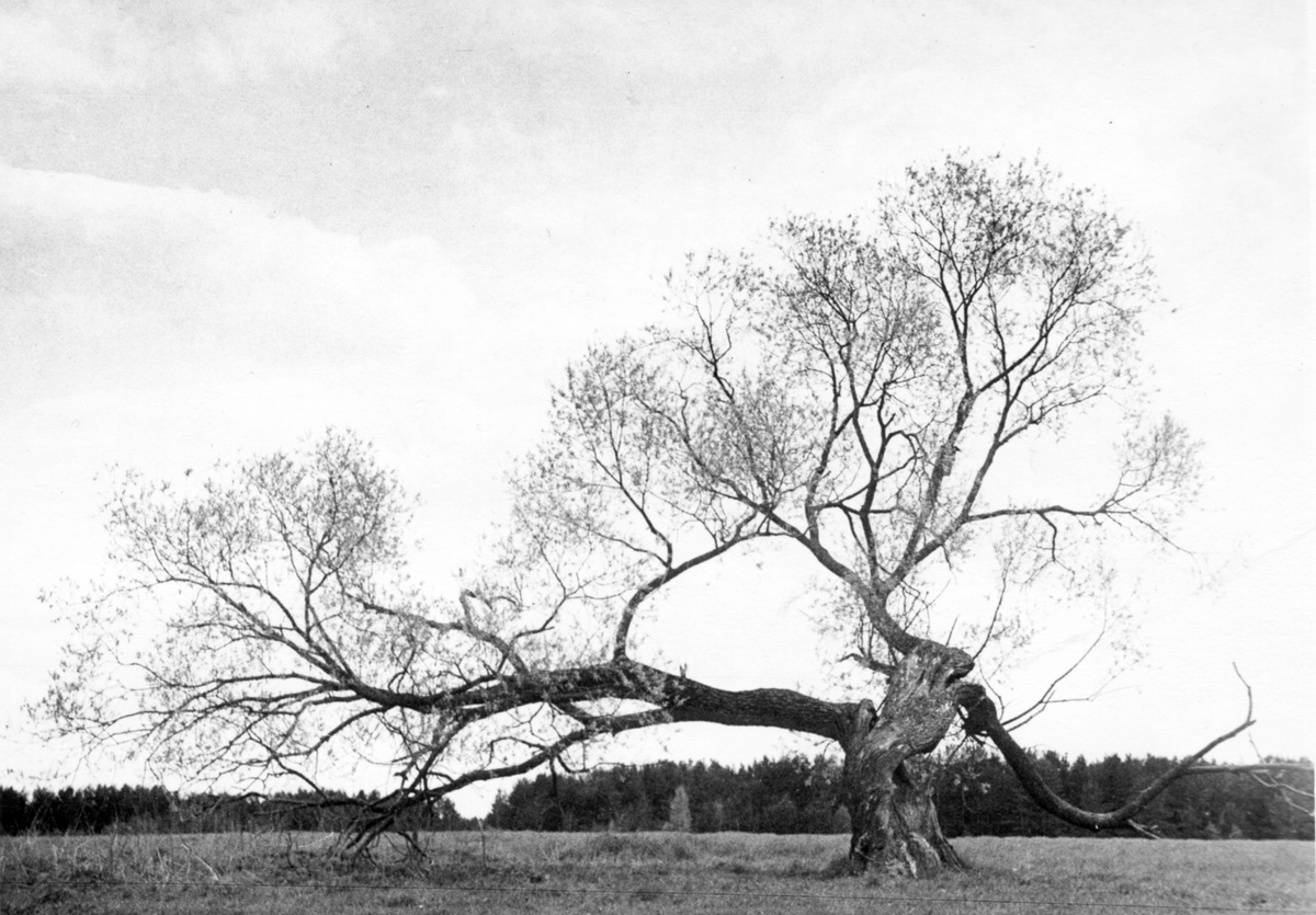 Окрестности села Тургиново. 1982 г. Фото: А. Синицын