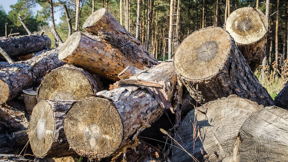 Фото: Олег Харсеев / Коммерсантъ